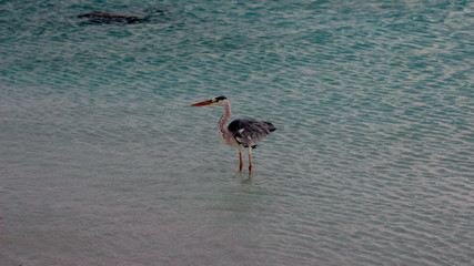 great blue heron in flight