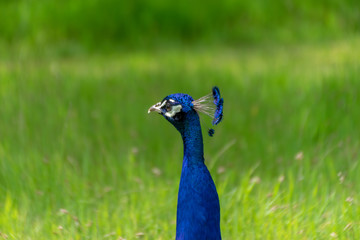 Obraz premium Peacock in green background