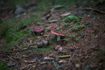 Pilze im Wald in S&uuml;dtirol