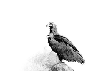 The cinereous vulture (Aegypius monachus) also known as the black vulture, monk  or Eurasian black vulture sitting on the feeding place..Artistically rendered isolated black vulture.