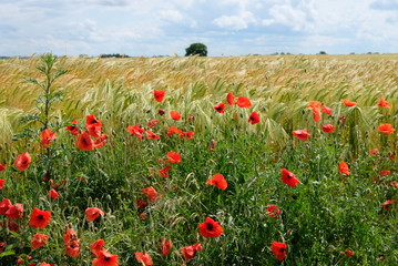 Poppies in the green field with wheat in the spring with blue sky in France