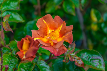 Flowers in closeup