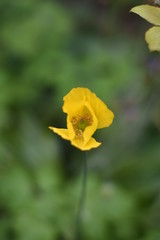 Obraz premium Gelber Mohn (Dicranostigma franchetianum)