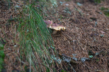 Pilze im Wald in Südtirol