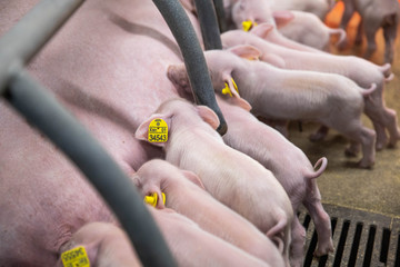 young pig feeding in a farm © Роман Мельник