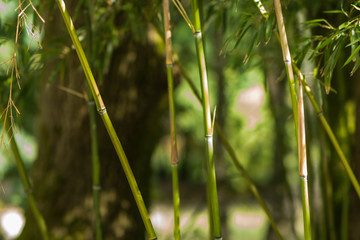 natural bamboo plants in an asian bamboo forest