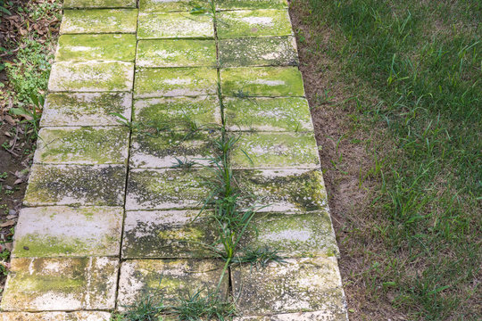 Bemooster Gartenweg auf Rasenfl&auml;che als Gefahr durch rutschige Pflastersteine