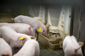  pigs in the  klima stable