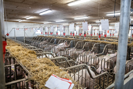 sows on the pigs farm