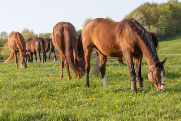 Pferdeherde grast auf der Wiese in der Sonne