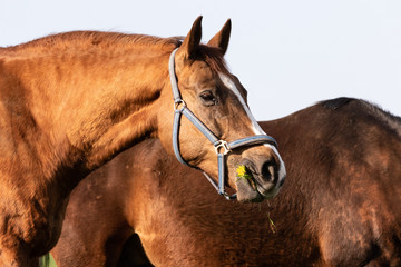 Pferdekopf mit Löwenzahn im Maul