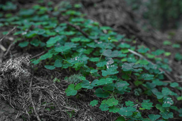 Klee im Wald