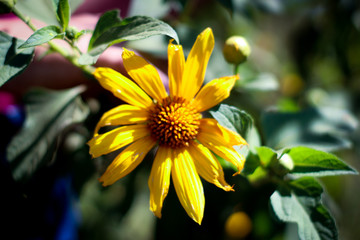 yellow flower in the garden