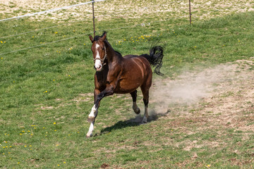 Galopp auf dem Paddock