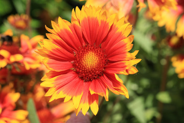 Beautiful blooming gaillardia in July