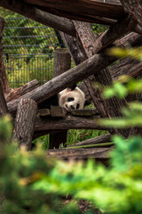 Panda sleeping at the zoo