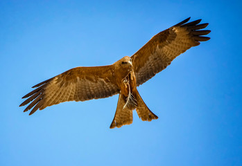 Black kite, Milvus migrans in flight in Senegal, Africa. Close up photo of big eagle. He carries a twig in his claw It is wildlife photo. There is blue sky.