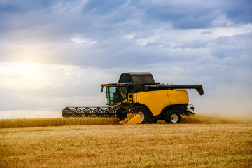 Obraz premium Field with combine. Modern farming techniques. Combine harvester.