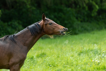 Pferd mit Gras im Maul flemt