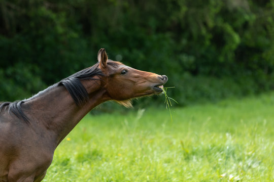 flemendes Pferd mit Gras im Maul