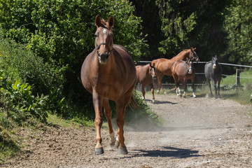 Stuten auf dem dem in den Stall