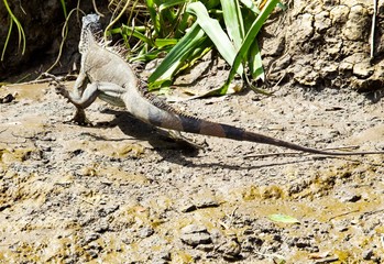 Pictures from a river tour in Costa Rica