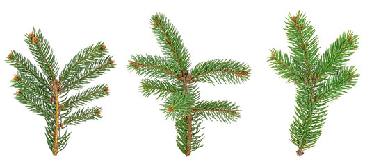 Naklejka premium Set of fir branches isolated on a white background, closeup.