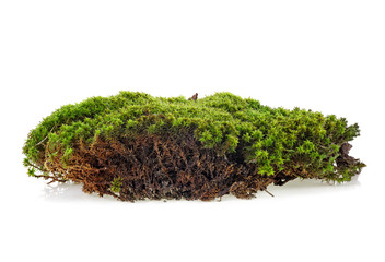 Green forest moss isolated on a white background