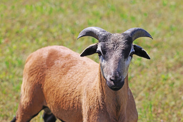 Cameroon sheep, ram