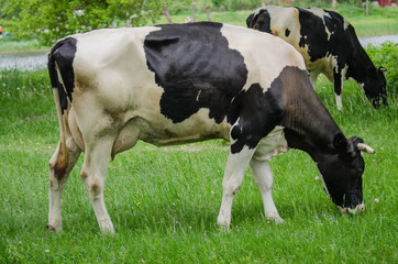 Cows on a summer pasture. Nature. farmland concept