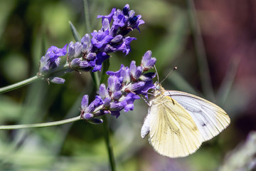 Obraz premium Insekten und Lavendel