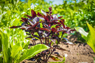 Blue basil grows in the garden