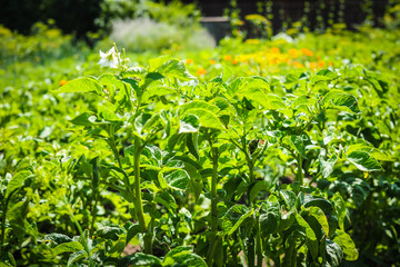 Field with sprouted potatoes, blooming potato field, close up