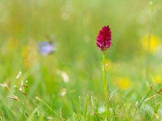 Closeup of a Nigritella orchid in the Austrian Alps