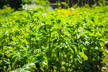 Field with sprouted potatoes, blooming potato field, close up