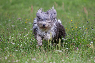 bearded collie beim spielen
