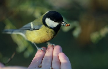 Obraz premium feeding great tit 
