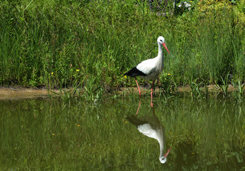 Weissstorch im Teich mit Spiegelbild
