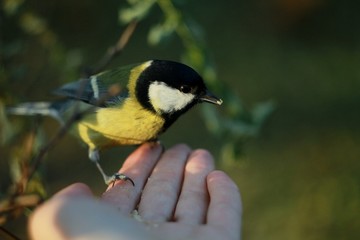 great tit on a branch