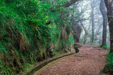 Levada dos Balcoes in Ribeiro Frio, Hiking on trekking trail Vereda dos Balcoes, Forest Ribeiro Frio, Madeira Portugal