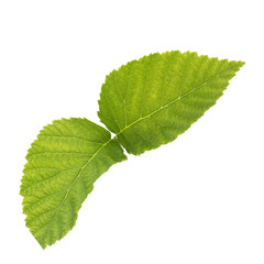 Raspberry leaves isolated on white background top view