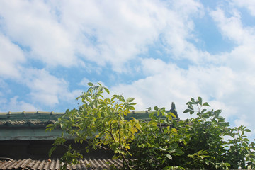 기와집과 과일나무