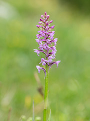 Closeup of a fragrant orchid in the Austrian Alps