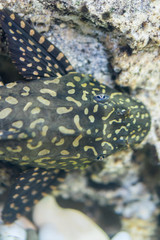 Aquarium Fish Bushymouth catfish (Ancistrus dolichopterus). Ancistrus dolichopterus, one of the Ancistrus species called the Bushymouth catfish, is a species of armored catfish native to Brazil.