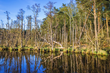 Obraz premium Shore of Dolgie Male Lake in Slowinski National Park in Pomerania region of Poland