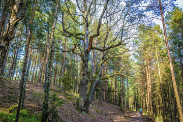 Obraz premium Cycle path EuroVelo R10 in forest near Lubiatowo village on the Baltic Sea coast in Poland
