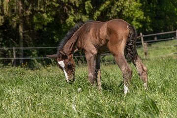 Obraz premium Fohlen untersucht Wiese