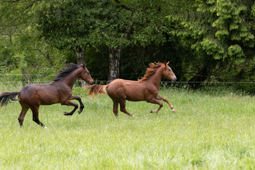 junge Hengste im Galopp auf der Wiese