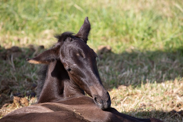 Kopf eines liegenden Fohlens