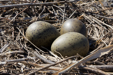 gull nest with three eggs inside